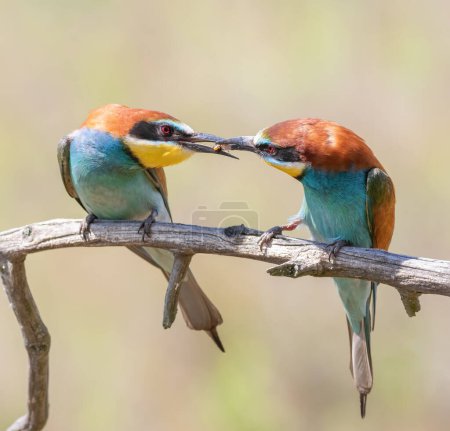 Photo for European bee-eater, Merops apiaster. The male gives the female a gift - Royalty Free Image