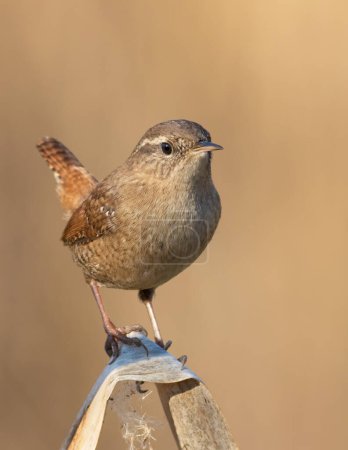 Photo for Eurasian wren, Troglodytes troglodytes. A very small bird sitting with its tail up - Royalty Free Image