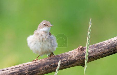 Photo for Common Whitethroat, Sylvia communis. A bird sat on a branch and ruffled its feathers - Royalty Free Image
