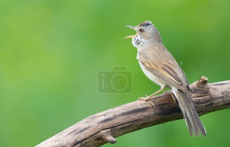 Common Whitethroat, Sylvia communis. The male sings, sitting on a branch against a green background