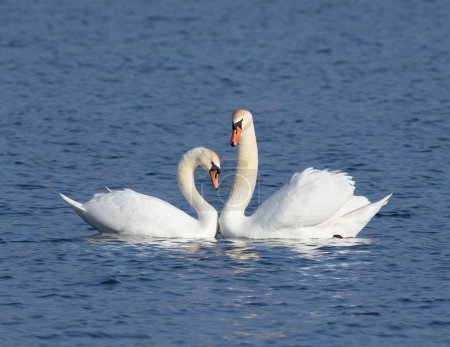 Photo for Mute swan, Cygnus olor. Male and female join together as a family, cooing with each other - Royalty Free Image