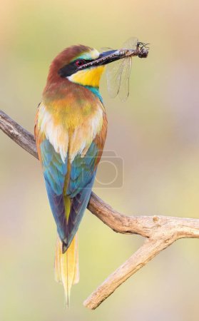 Photo for European bee-eater, Merops apiaster. A bird holds a dragonfly in its beak - Royalty Free Image