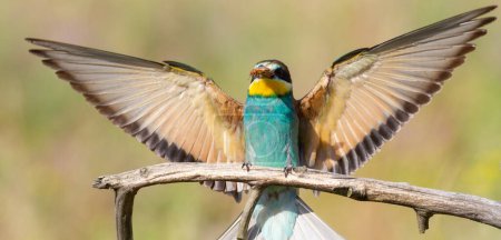 Photo for European bee-eater, merops apiaster. A bird with its prey perches on a branch - Royalty Free Image