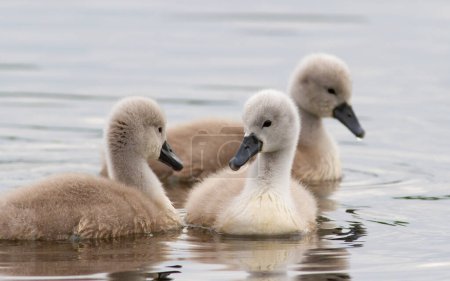 Mute swan, Cygnus olor. Three chicks swimming in the river