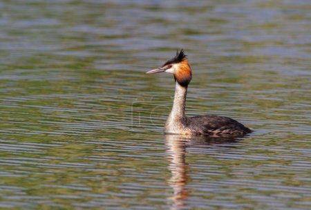 Photo for Great crested grebe, Podiceps cristatus. A bird sails the river in the morning sunlight - Royalty Free Image