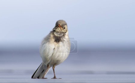 Photo for White wagtail, Motacilla alba. A young bird calling to her parents - Royalty Free Image