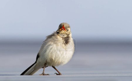Téléchargez les photos : Queue d'aigle blanche, Motacilla alba. Un jeune oiseau appelle ses parents - en image libre de droit