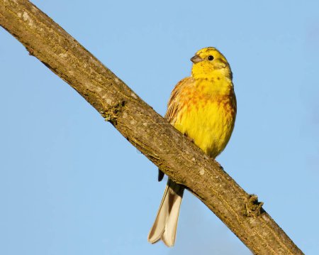 Foto de Yellowhammer, Emberiza citrinella. A bird sits on a branch - Imagen libre de derechos