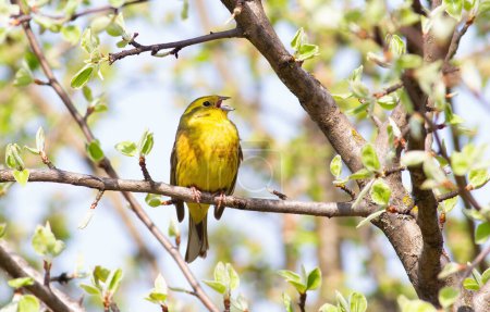 Foto de Yellowhammer, Emberiza citrinella. El pájaro macho canta sentado en una hermosa rama - Imagen libre de derechos