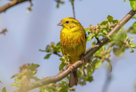 Foto de Yellowhammer, Emberiza citrinella. Un pájaro se sienta en una rama - Imagen libre de derechos