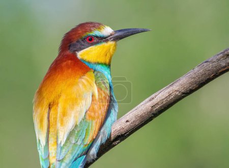 Photo for European bee-eater, merops apiaster. Beautiful close-up of the bird in the morning light - Royalty Free Image