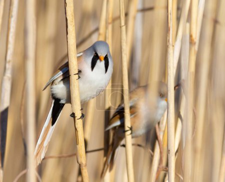 Bearded reedling, Panurus biarmicus. The male bird sits in a thicket of reeds