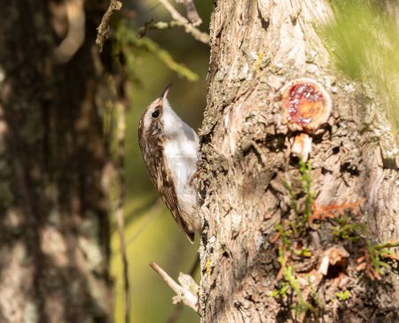Foto de Treecreeper eurasiático, Certhia familiaris. Un pájaro trepando a un árbol buscando insectos para comer - Imagen libre de derechos