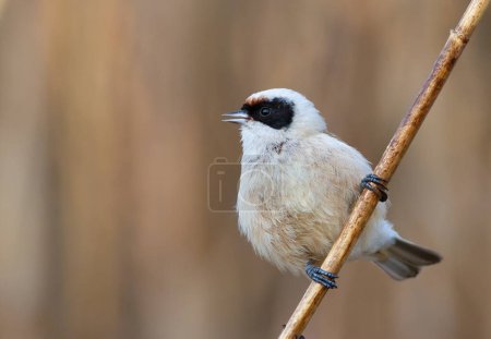 Téléchargez les photos : Eurasian penduline tit, remiz pendulinus. A bird singing on a reed stalk - en image libre de droit