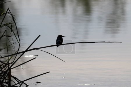 Foto de Pescador común, un pájaro madrugador se sienta en un tallo de caña sobre el agua, la silueta - Imagen libre de derechos