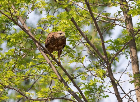 Foto de Buitre común, Buteo buteo. Un pájaro se sienta en un árbol y mira atentamente a la distancia - Imagen libre de derechos