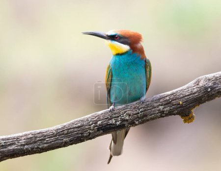 Photo for European bee-eater, merops apiaster. A beautiful bird sits on a thick old branch - Royalty Free Image