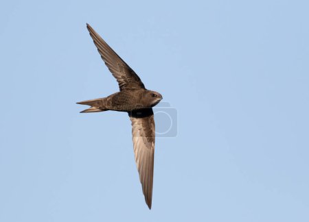 Foto de Rápido, Apus apus. Un pájaro vuela contra un cielo azul - Imagen libre de derechos