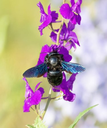 Xylocopa valga, Zimmermannsbiene. Ein Insekt sitzt auf einer Blume