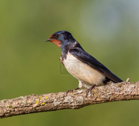 Foto de Tragar granero, hirundo rustica. Al amanecer, un pájaro se sienta en una hermosa rama - Imagen libre de derechos