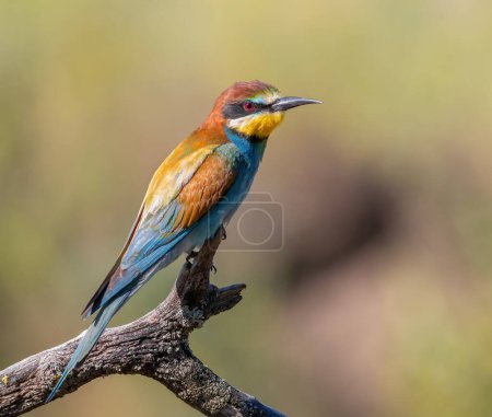 Photo for European bee-eater, merops apiaster. Early in the morning, a bird sits on a beautiful branch - Royalty Free Image