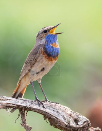 Photo for Bluethroat, Luscinia svecica. A singing bird sits on a branch - Royalty Free Image