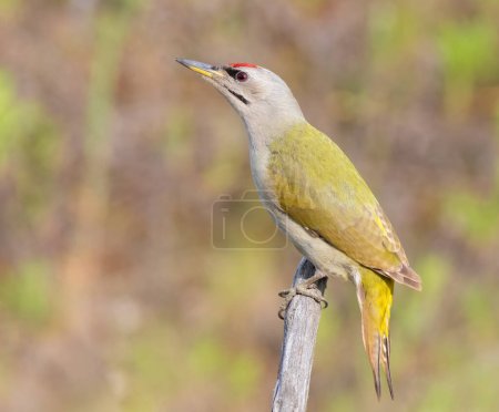 Photo for Grey-headed woodpecker, Picus canus. A bird sits on a branch, basking in the sunlight. - Royalty Free Image