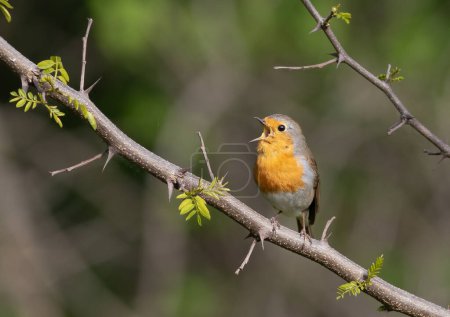 Téléchargez les photos : European Robin, Erithacus rubecula. Un oiseau s'assoit sur une branche et chante - en image libre de droit