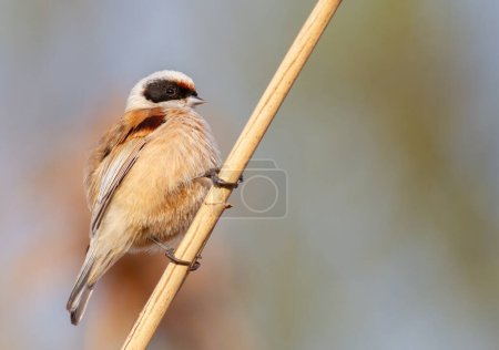 Téléchargez les photos : Eurasian penduline tit, remiz pendulinus. A bird sits on a reed stalk against a beautiful background - en image libre de droit