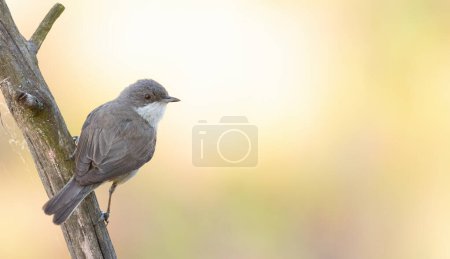 Lesser whitethroat, Sylvia curruca. A bird sits on a beautiful branch against a gorgeous background
