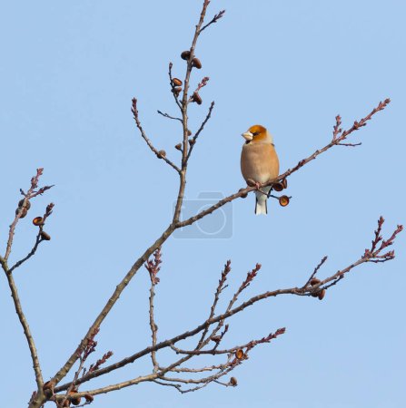 Hawfinch, Coccothraustes coccothraustes. A bird sits on an oak branch against the sky