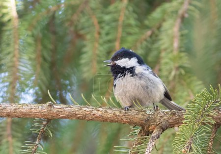 Coal tit, Periparus ater. A bird sings sitting on a spruce branch