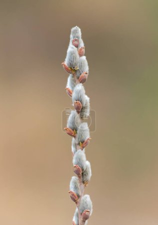 Foto de Una rama de sauce floreciente sobre fondo plano. Calabazas de sauce. - Imagen libre de derechos