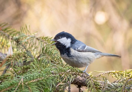 Coal tit, Periparus ater. A bird sings sitting on a spruce branch.