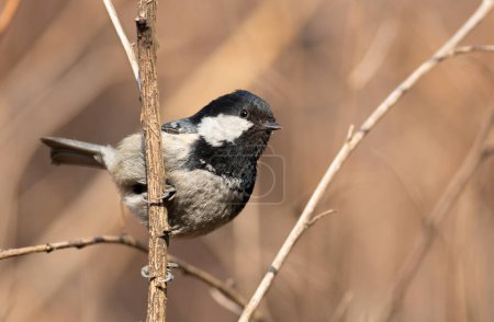 Coal tit, Periparus ater. A bird sits on a bush branch