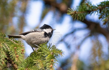 Coal tit, Periparus ater. A bird sits on a spruce branch