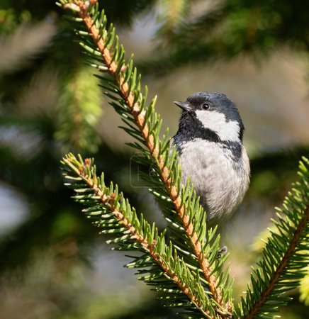 Coal tit, Periparus ater. A bird sits on a spruce branch