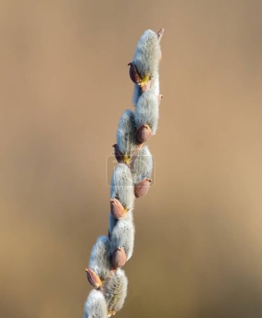 Foto de Una rama de sauce floreciente sobre fondo plano. Calabazas de sauce. Una rama sobre un fondo plano - Imagen libre de derechos
