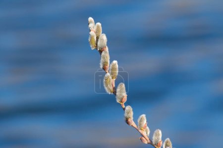 Foto de Una rama de sauce floreciente sobre fondo plano. Calabazas de sauce. Una rama contra el río - Imagen libre de derechos