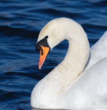 Mute swan, Cygnus olor. Close-up of the bird