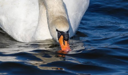 Mute swan, Cygnus olor. Close-up of a bird drinking water