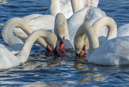 Mute swan, Cygnus olor. Many swans dipped their beaks into the river at the same time