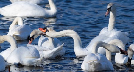 Mute swan, Cygnus olor. The swan attacks the other one, chases it away