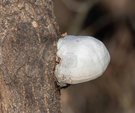 Ein Pilz wächst aus dem Stamm eines Baumes