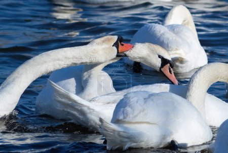 Mute swan, Cygnus olor. The swan pinches the neck of another, attacks it, chases it away