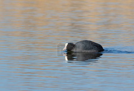 Eurasian coot. On a sunny morning, a bird floats down the river, reflecting in the water