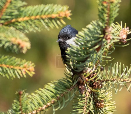 Coal tit, Periparus ater. A little bird lurks behind a spruce branch.