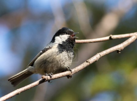 Coal tit, Periparus ater. A bird sings sitting on a branch
