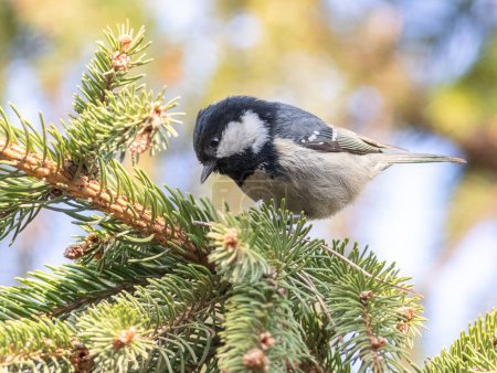 Coal tit, Periparus ater. A small bird searches for prey in the spruce branches.