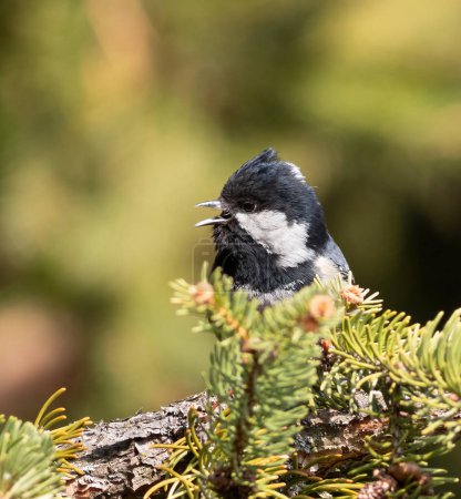 Coal tit, Periparus ater. A bird sings sitting on a spruce branch on a flat background